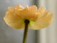Mohn .webp