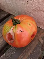 Tomatenschaden 1.webp