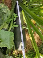 Zuchini 07.08.2026.webp
