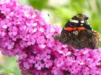Aglais urticae.webp