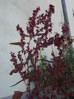 Melde 11.08 (2).webp