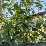 Baum 2.webp