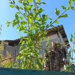 BAUM1.webp