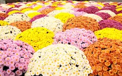 IMG_1408.webp