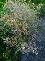 IMG_20260815_081043_1.webp