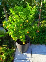 IMG_20260815_081244_1.webp