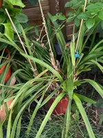 Cymbidium.webp