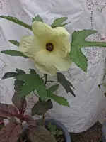 Hibiscusblüte  Mocheutos17.08.26.webp