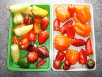 Paprika 16.08.26.webp