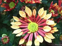 c052.webp c052.webp