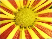 c055.webp c055.webp