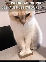 katze.webp