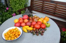 August        0726.webp