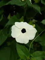 P1020228.webp