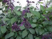 Salvia x buchananii.webp