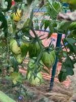 Sweet Dream 26-08-25*12.webp