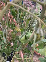 Mangué-A 26-08-27*02.webp