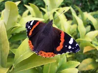 142.webp