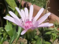 2026Crepis4.webp