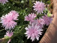 2026Crepis6.webp