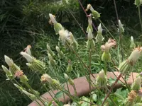 2026Crepis8.webp