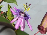 Passiflora Ladybirds Dream.webp