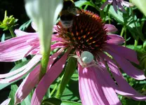 108.webp