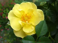 051.webp