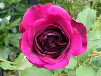 058.webp