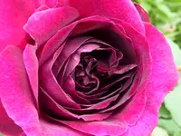059.webp