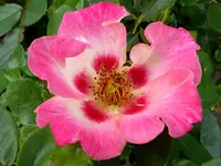 062.webp