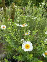 IMG_0354.webp
