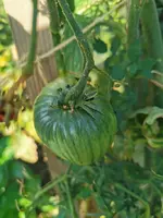 IMG_20260831_075213.webp
