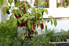 Chilie Espelette 0226.webp