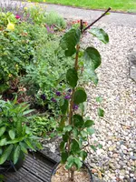 Miracose 3.webp
