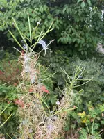 Unkraut_2.webp