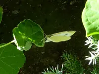 Pieris rapae.webp