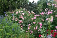 Rose Hyd Hall und Louise Odier 0119.webp