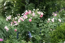 Rose Hyde Hall    0225.webp