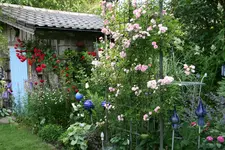 Rose Kirschrose 0521.webp