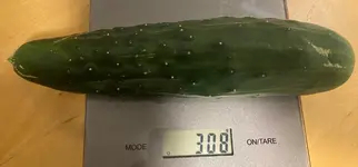 Gurke Patio Snacker*Ernte*26-09-12*20..webp
