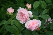 Rose Kathryn Morley 0219.webp
