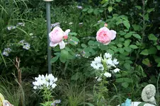 Rose Kathryn Morley 0419.webp