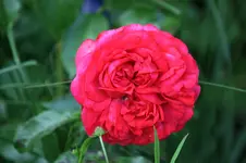 Rose Out of Rosenheim0416.webp