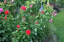 Rose Out of Rosenheim0918.webp