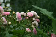Rose Pink Gislaine de Felingonde0515.webp