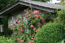 Rose Rosarium Uetersen0920.webp