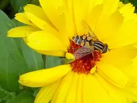 Gemeine Sumpfschwebfliege.webp