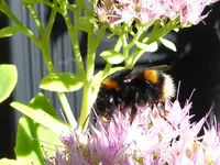 Erdhummel.webp
