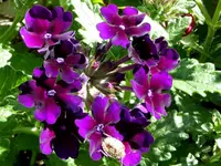 004.webp